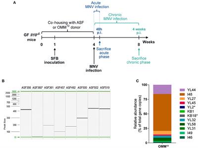 Composition of the Intestinal Microbiota Determines the Outcome of Virus-Triggered Colitis in Mice